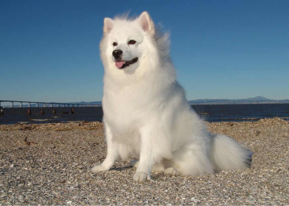 #51. American Eskimo dog (tie)